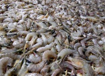 إدارة بحيرة البردويل تنفي نفوق جمبري على أحد شواطئ البحيرة إدارة بحيرة البردويل تنفي نفوق جمبري على أحد شواطئ البحيرة