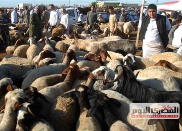  الخروف العملاق بـ21 ألف جنيه .. المصرى اليوم داخل سوق أضاحي الضأن في سوق العامرية بالإسكندرية (صور)
