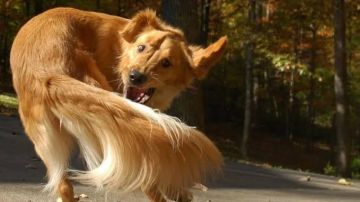 بعد تعليق وزير الزراعة.. كيف نظم القانون حيازة الكلاب الخطرة؟ بعد تعليق وزير الزراعة.. كيف نظم القانون حيازة الكلاب الخطرة؟