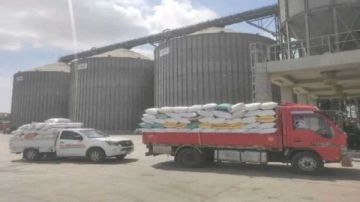 تموين الإسكندرية: توريد 7 آلاف و39 طنا و545 كيلو جراما من الأقماح