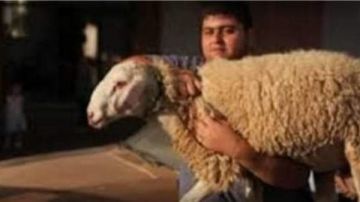 حكم شراء الأضحية بالتقسيط؟ الإفتاء توضح