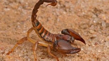 بسبب الصراصير والحشرات... العقارب تجتاح مدن البرازيل