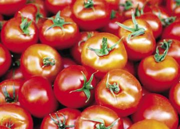 الطماطم بـ15.5 جنيه.. أسعار الخضروات والفاكهة بسوق العبور اليوم الخميس الطماطم بـ15.5 جنيه.. أسعار الخضروات والفاكهة بسوق العبور اليوم الخميس