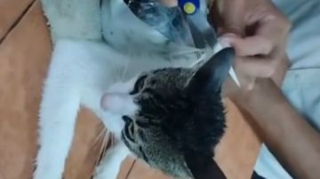 القبض على قطة تهرب المخدرات في سجن بكوستاريكا شاهد