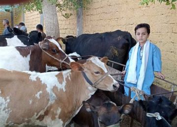  أضاحي العيد .. ركود في الشراء وارتفاع الأسعار بأسواق المنيا