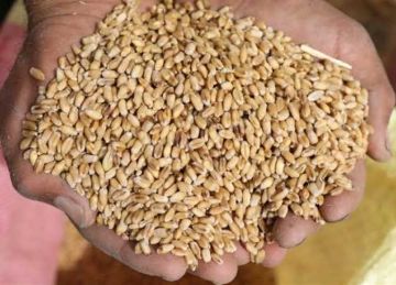 موسم حصاد القمح 2025.. توريد 129 ألف طن إلى صوامع وشون الغربية