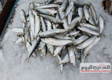 ارتفاع أسعار الأسماك بدمياط أزمة تبحث عن حل.. ومقاطعة إجبارية للسردين ارتفاع أسعار الأسماك بدمياط أزمة تبحث عن حل.. ومقاطعة إجبارية للسردين