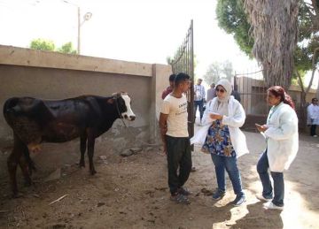 في قافلة بيطرية مجانية.. فحص وعلاج 1000 رأس ماشية بقرية الأعلام في الفيوم في قافلة بيطرية مجانية.. فحص وعلاج 1000 رأس ماشية بقرية الأعلام في الفيوم