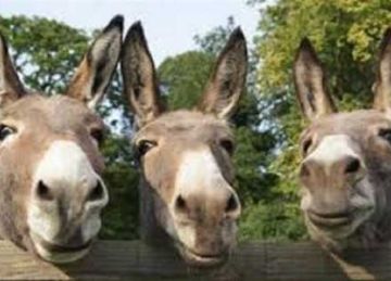  فى يوم الحمير العالمى .. خبير زراعى يحذر من ذبحها وتصديرها للخارج