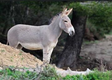 عددها انخفض من 3 ملايين إلى مليون واحد.. نقيب الفلاحين يكشف سر اختفاء 2 مليون حمار في مصر (فيديو) عددها انخفض من 3 ملايين إلى مليون واحد.. نقيب الفلاحين يكشف سر اختفاء 2 مليون حمار في مصر (فيديو)