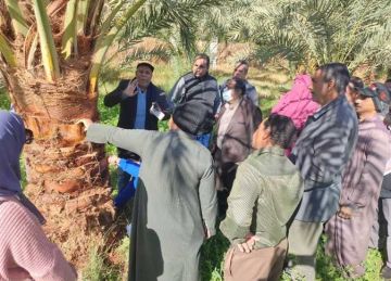 ندوة حقلية في الوادي الجديد حول مكافحة سوسة النخيل الحمراء