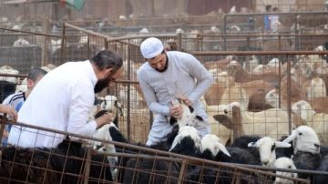 حكم المبادرة بشراء صكوك هدي التمتع من المدينة المنورة.. الإفتاء توضح حكم المبادرة بشراء صكوك هدي التمتع من المدينة المنورة.. الإفتاء توضح