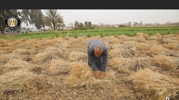 الوزراء: جهود حكومية متواصلة لتأمين المخزون الاستراتيجي للقمح وتيسير إجراءات التوريد