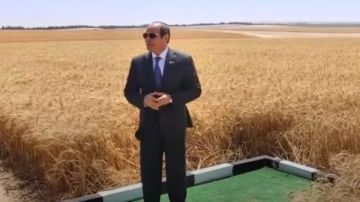 حصاد القمح 2025 مصر تحصد ثمار التنمية وتخطط للاكتفاء الذاتي.. تفاصيل كاملة