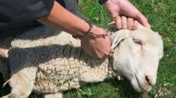 هل شراء صك الأضحية يعادل في الثواب نحرها وتوزيعها؟ علي جمعة يجيب