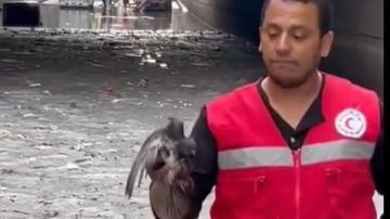 إنقاذ حمامة في عاصفة الإسكندرية.. لحظة رحمة يجسدها رجل الهلال الأحمر.. صور