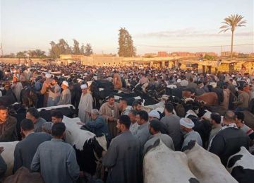 العجالي قائم 185 جنيها.. أسعار الأضاحي 2025 في أسواق الشرقية (فيديو)