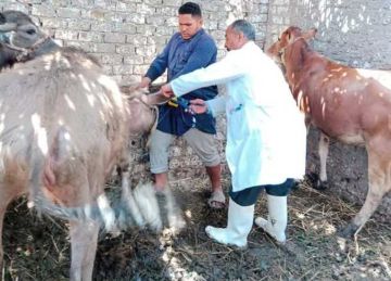 6.8 مليون جرعة في أولى حملات تحصين الماشية ضد الحمى القلاعية والوادي المتصدع