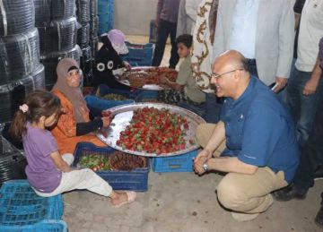 من الحقول لموائد العالم.. محافظ القليوبية يتفقد مزارع الفراولة بقرية ميت كنانة (صور)