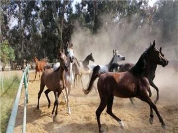 الخيول العربية على رادار الدولة المصرية.. محطة الزهراء تدخل مرحلة التحديث الشامل