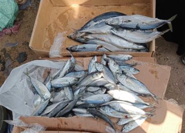 أسعار السمك اليوم في القليوبية.. البلطي بـ 70 جنيها والبوري يصل إلى 220