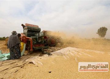 مزارعو الفيوم يسلمون 189 ألف طن قمح منذ بداية موسم الحصاد