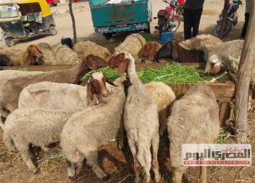 حكم ترك المقتدرين للأضحية.. وهل تجوز للشخص المديون؟.. الإفتاء تكشف التفاصيل