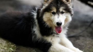 الزراعة: لتحصين الكلاب الضالة ضد السعار استجابة لشكاوى المواطنين