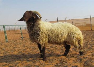 بكام كيلو اللحم القائم؟ أسعار الأضاحي في الغربية قبل عيد الأضحى المبارك