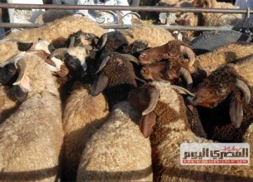 لشراء الأضاحي.. التموين : إنشاء شوادر لبيع الخراف الحية اعتبارا من يوم 20 مايو الجاري (تفاصيل)