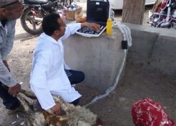 لتحسين السلالات.. المسح التناسلي والتلقيح الاصطناعي لـ7217 رأس ماشية بالشرقية