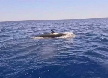 مشهد نادر.. ظهور القاتل الكاذب قرب شواطئ مرسى علم بالبحر الأحمر