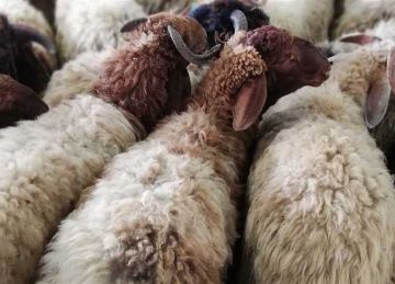 عيد الأضحى 2025.. هل يجوز شراء الأضحية أون لاين ؟ الإفتاء تجيب