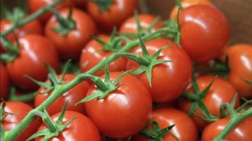 موجة حر تربك الإنتاج الزراعي.. شعبة الخضروات: الطماطم ترتفع مؤقتا والليمون يتراجع 40 موجة حر تربك الإنتاج الزراعي.. شعبة الخضروات: الطماطم ترتفع مؤقتا والليمون يتراجع 40