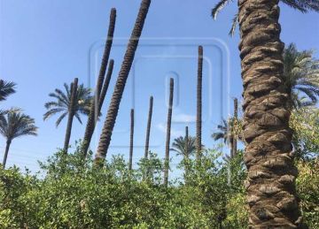 الكلنكر يقضي على البلح في دمياط.. وأصحاب المزارع: خسرنا اللي حيلتنا بسبب التلوث الكلنكر يقضي على البلح في دمياط.. وأصحاب المزارع: خسرنا اللي حيلتنا بسبب التلوث