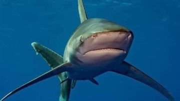 ظهور القرش المحيطي لونج مانوس جنوب مرسى علم