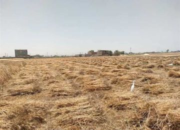 وزير التموين: مستعدون لاستقبال كافة كميات القمح الموردة حتى لو تجاوزت المستهدف