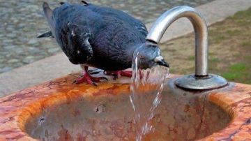 الأزهر: الإحسان للحيوانات والطيور في الأيام الحارة عليه أجر وثواب الأزهر: الإحسان للحيوانات والطيور في الأيام الحارة عليه أجر وثواب