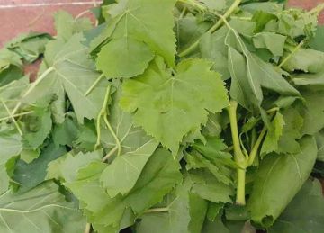 بخطوات بسيطة.. 3 طرق لتخزين ورق العنب في الفريزر طوال العام