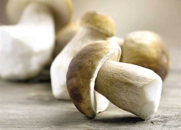 هل يقوي المشروم المناعة ويخفف احتقان الصدر؟ دراسة تكشف مفاجأة