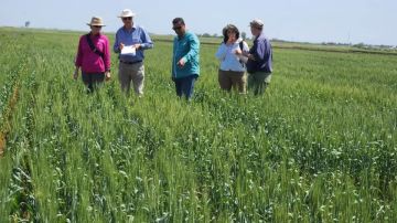 البحوث الزراعية يشارك تحالف كيدج لتقييم المواد الوراثية البحوث الزراعية يشارك تحالف كيدج لتقييم المواد الوراثية