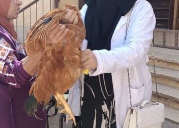 تحصين 173 ألف و790 طائرا ضد الأمراض الوبائية في كفرالشيخ