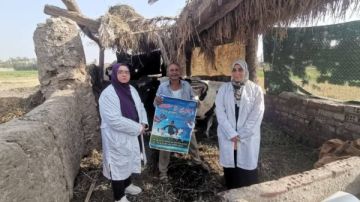 تحصين 567 ألف رأس ماشية ضد الحمى القلاعية والوادي المتصدع