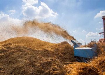 تسعيرة القمح عوضت خسائر الفلاح .. مزارعو دمياط يستثمرون في توريد الذهب الأصفر تسعيرة القمح عوضت خسائر الفلاح .. مزارعو دمياط يستثمرون في توريد الذهب الأصفر