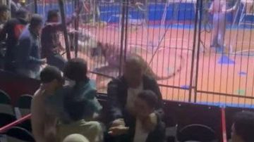 غدا.. أولى جلسات محاكمة مدربة أسود سيرك طنطا في واقعة النمر غدا.. أولى جلسات محاكمة مدربة أسود سيرك طنطا في واقعة النمر