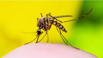 لأول مرة .. اكتشاف فيروس غرب النيل في بعوض ماذا يحدث؟