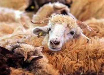 هل يجوز اشتراك أكثر من شخص في الأضحية؟.. الإفتاء تجيب (فيديو)