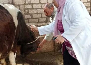 تحصين 567 ألف رأس ماشية للوقاية من الحمى القلاعية والوادي المتصدع بالشرقية