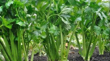 فوائد بالجملة.. ماذا يحدث لجسمك عند تناول الكرفس ليلا قبل النوم؟