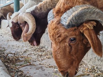 ما السن الشرعية للأضحية؟.. تعرف على عمر كل نوع منها